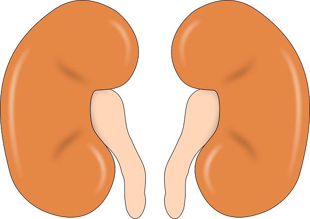 kidney